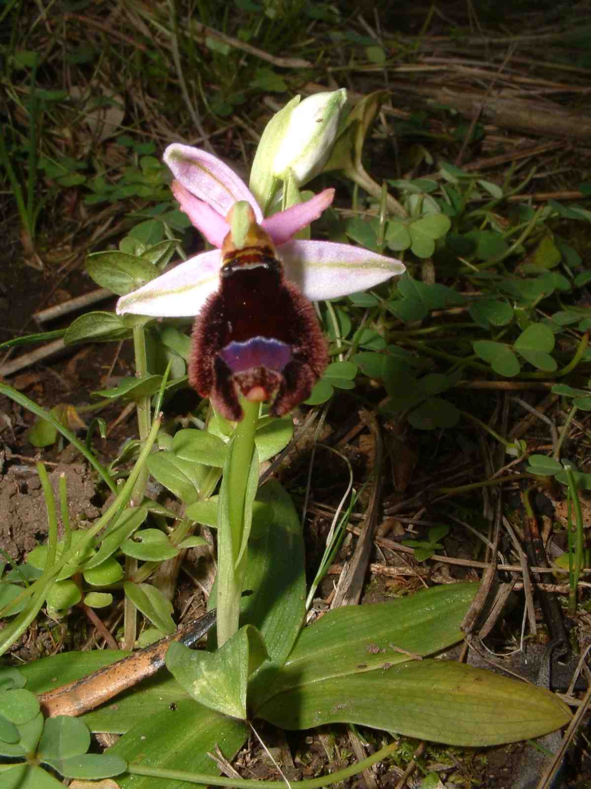 Ophrys bertolonii , Ophrys tenthredinifera